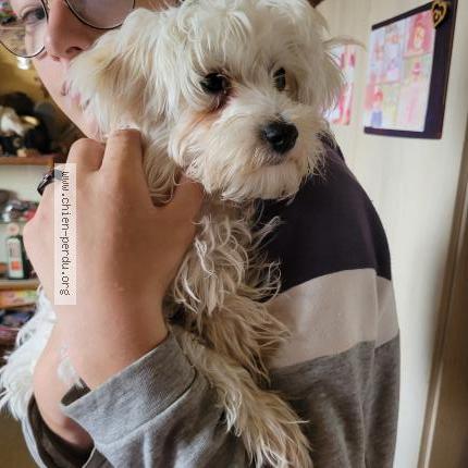 Photo 1/1 Found dog Found in Chambery