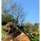 Picture of dog lost at Broons