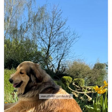 Photo 1/1 Loki Chien lost in Broons