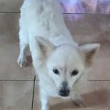 Picture of dog lost at Baie Mahault