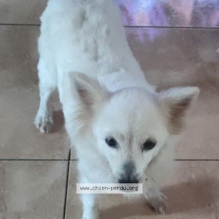 Photo 1/1 Neige Chien lost in Baie mahault