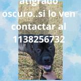 Picture of dog lost at Escobar