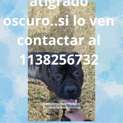 Photo 1/1 Bandido Chien lost in Escobar