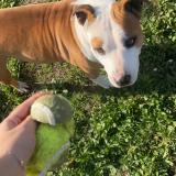 Picture of dog lost at Cenac