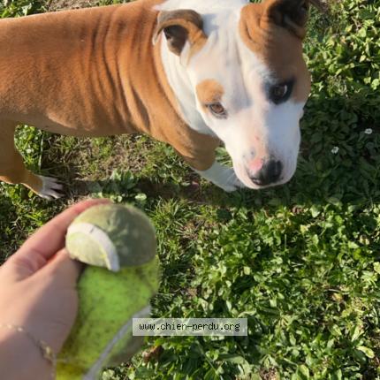 Photo 1/1 Texane Chien lost in Cenac