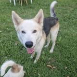 Picture of dog found at Sainte Tulle