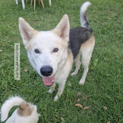 Photo 1/1 Found dog Found in Sainte tulle