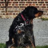 Picture of dog lost at Villainville