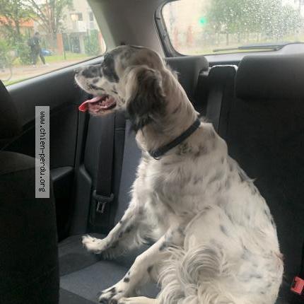 Photo 1/1 Found dog Found in Toulouse