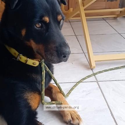 Photo 1/1 Sultan Chien lost in Meze