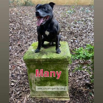 Photo 1/1 Many Chien lost in Gurgy