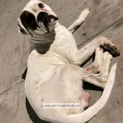 Photo 1/1 Hunter Chien lost in Chiclayo