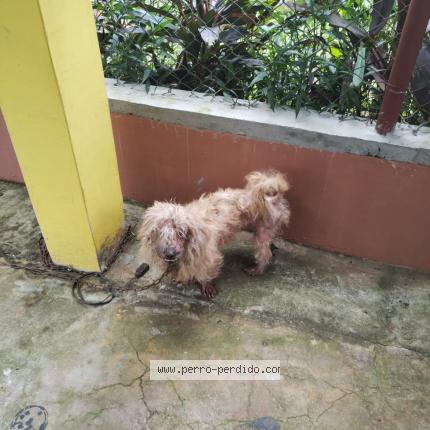 Photo 1/1 Found dog Found in Panama