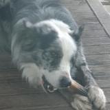 Picture of dog lost at Biganos