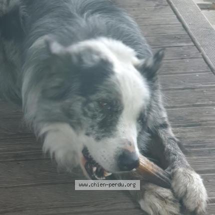 Photo 1/1 Roy Chien lost in Biganos