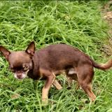 Picture of dog lost at Fanjeaux