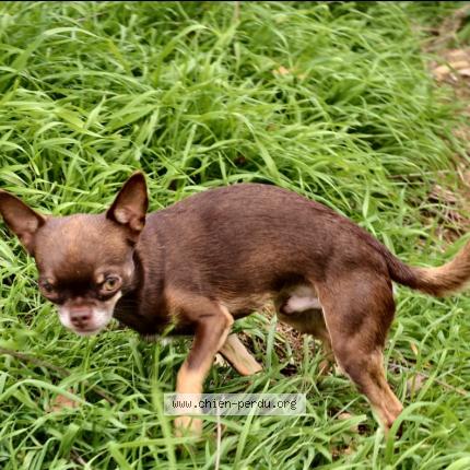 Photo 1/1 Jazz Chien lost in Fanjeaux