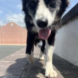 Picture of dog found at Bidarray