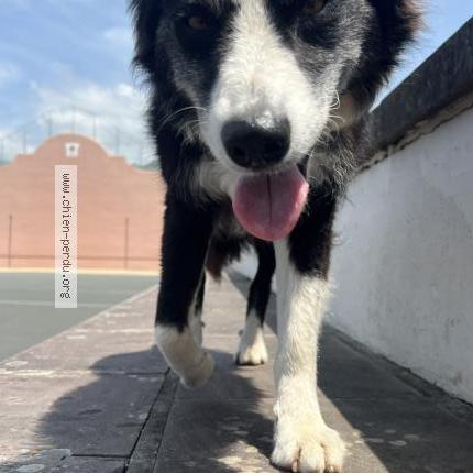 Photo 1/1 Found dog Found in Bidarray