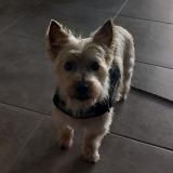 Picture of dog lost at La Meignanne