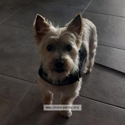 Photo 1/1 Fidji Chien lost in La meignanne