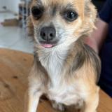 Picture of dog lost at Le Poire Sur Vie