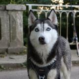 Picture of dog lost at Esquay Sur Sceulle