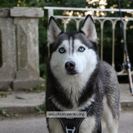 Photo 1/1 Orcka Chien lost in Esquay sur sceulle