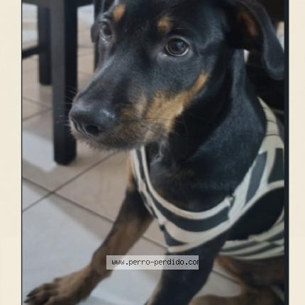 Photo 1/1 Reunited dog Lost in Alajuela
