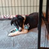 Picture of dog lost at Vernon