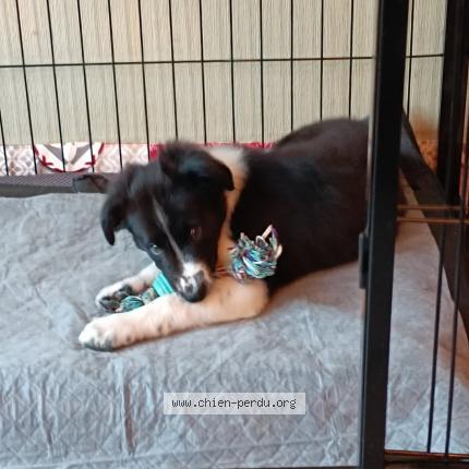 Photo 1/1 Django Chien lost in Vernon