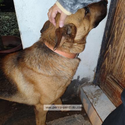 Photo 1/1 Found dog Found in Santiago maipu