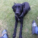 Picture of dog lost at Barsac