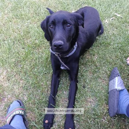 Photo 1/1 Apero Chien lost in Barsac