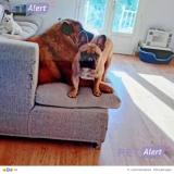 Picture of dog lost at Montignarrgues