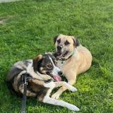 Picture of dog lost at Moult