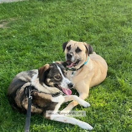 Photo 1/1 Merlin Chien lost in Moult