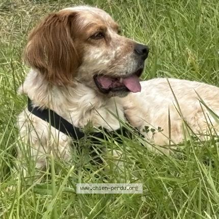 Photo 1/1 Margaux Chien lost in La tranche sur met