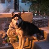 Picture of dog lost at Cedula No Existe