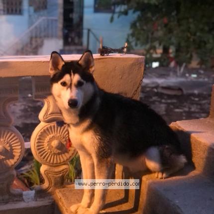 Photo 1/1 LENON Chien lost in Cedula no existe