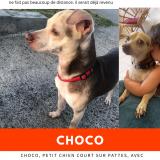 Picture of dog lost at Saint Francois