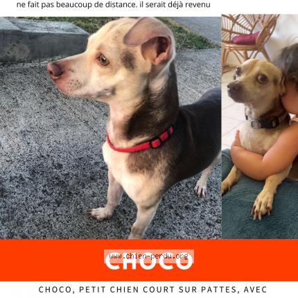 Photo 1/1 Choco Chien lost in Saint francois