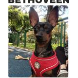 Picture of dog lost at Bogota