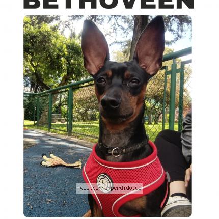 Photo 1/1 Bethoveen Chien lost in Bogota