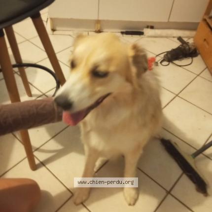 Photo 1/1 Found dog Found in Tourriers