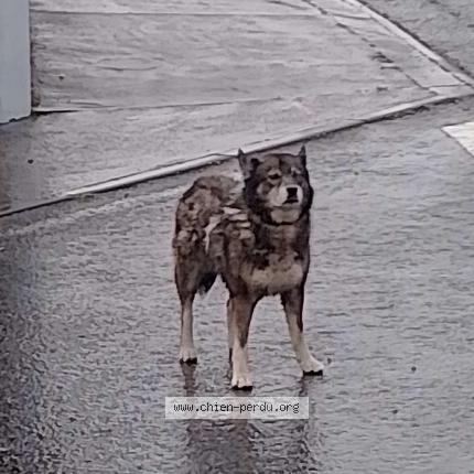 Photo 1/1 Found dog Found in Tampon