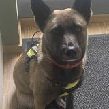 Picture of dog lost at Thuboeuf