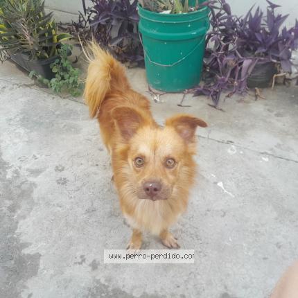 Photo 1/1 Found dog Found in Santiago
