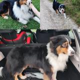 Picture of dog lost at Carignan De Bordeaux