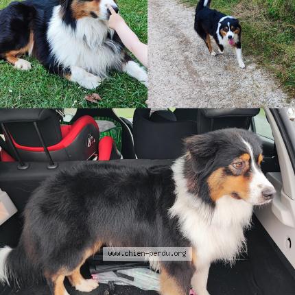 Photo 1/1 Sunny Chien lost in Carignan de bordeaux